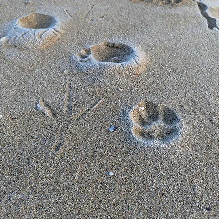 къщички морски светулки Sinemoretz