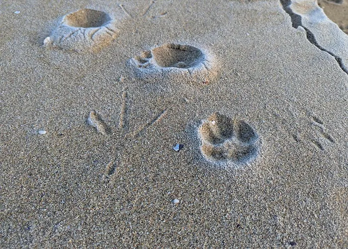 къщички морски светулки Sinemorec